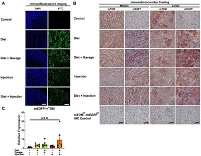 Induction of whole-body gene deletion via R26-regulated tamoxifen-inducible Cre recombinase activity